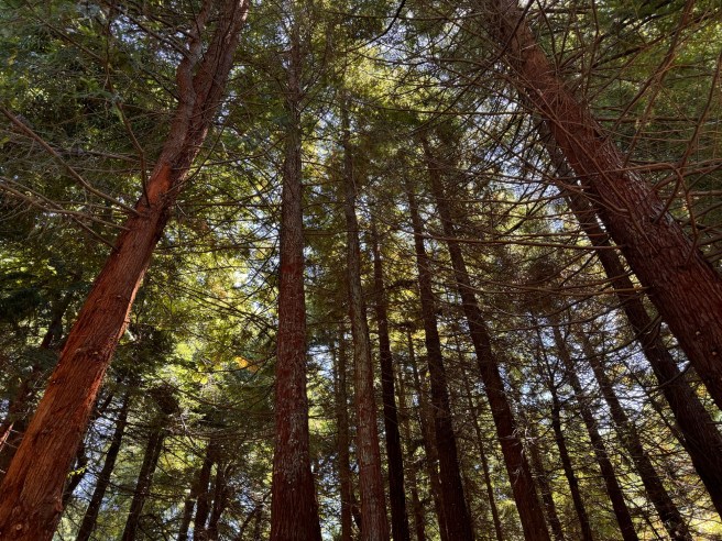 San Francisco / Berkeley, August 2024